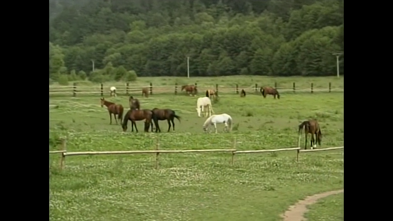 文件:A Wank In The Woods.mp4 snapshot 00.02.44.png