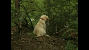 A Wank In The Woods.mp4 snapshot 00.04.47.png