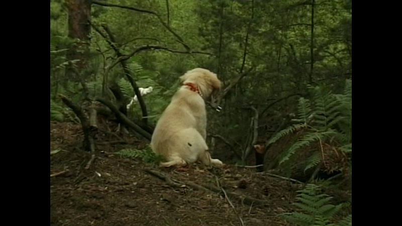 文件:A Wank In The Woods.mp4 snapshot 00.04.47.png