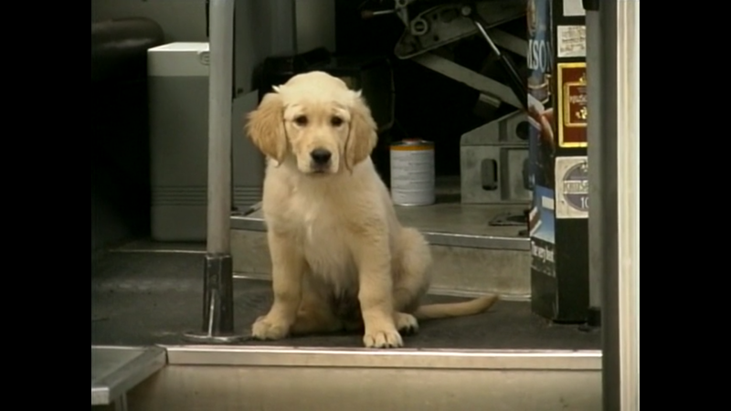 文件:A Wank In The Woods.mp4 snapshot 00.03.22.png